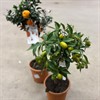 CITRUS 19 CM MIX 1X1
